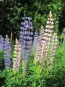 Lupins for Finland