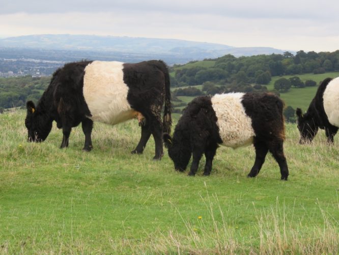 Converting Consumers. Certified Pasture for Life Belted Galloway cattle encourage wildlife and produce flavoursome, healthy meat on conservation grazing sites around Gloucestershire.