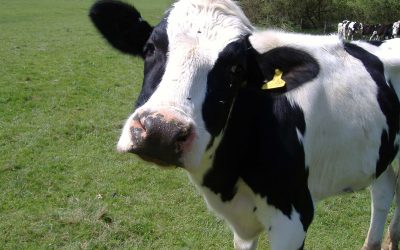 Cows shaken but not stirred