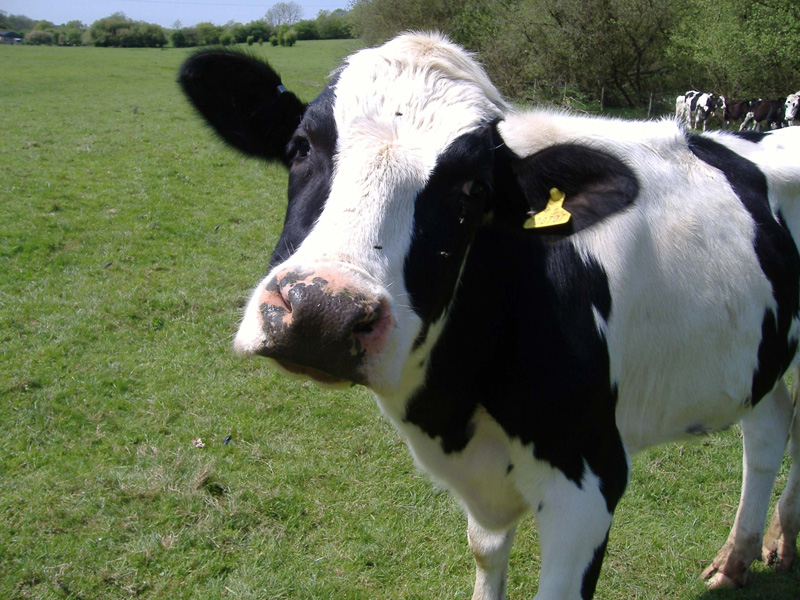 Cows shaken but not stirred