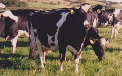 How much grass do cows actually eat?