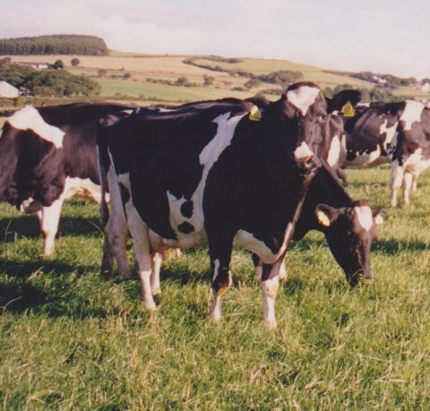 How much grass do cows actually eat?