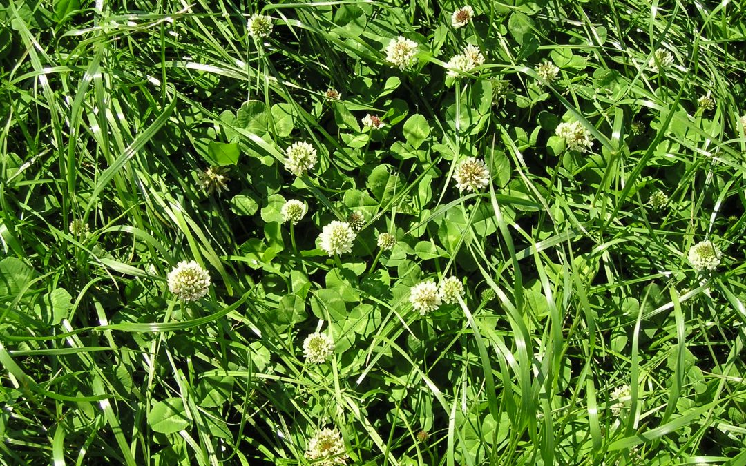 Grass essential part of Nature’s rich tapestry