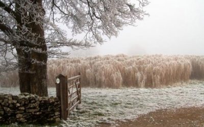 Yoghurt maker keeps warm – with Elephant Grass