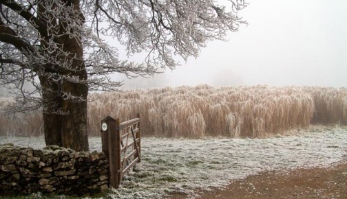 Yoghurt maker keeps warm – with Elephant Grass