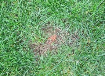 High density grazing produces healthy soil and more meat for less cost