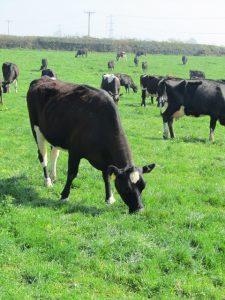 Cows have been grazing high quality swards since 1 February