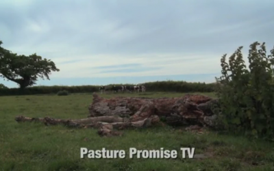 Watch Pasture Promise TV