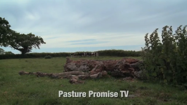 Watch Pasture Promise TV