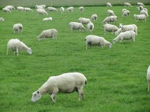 BGS Summer Meeting: sheep grazing