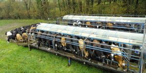 Read about Neil Grigg and Tom Foot’s adventure trying to milk cows with no farm and no milking parlour!