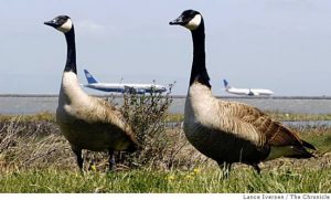 Canada Geese at airport