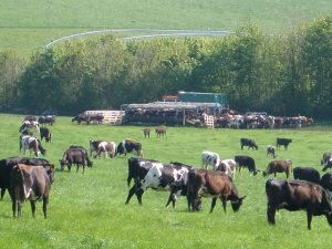 The cows are milked once a day for ten months The cows are milked once a day for ten months