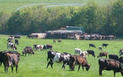 Milking from scratch