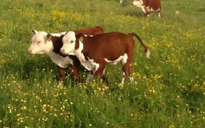 Healthy swards; healthy livestock on pasture-fed farm