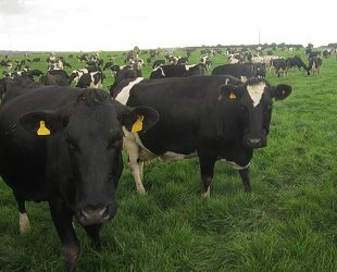 Maintaining grazing quality