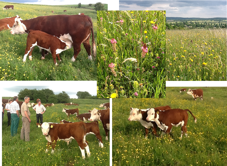 Pasture-fed Hereford cattle on Ian and Kathy Boyd's farm in Gloucestershire.