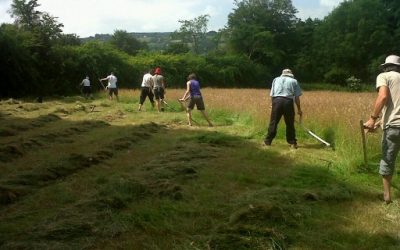Traditional haymaking – hard work but good for the soul?