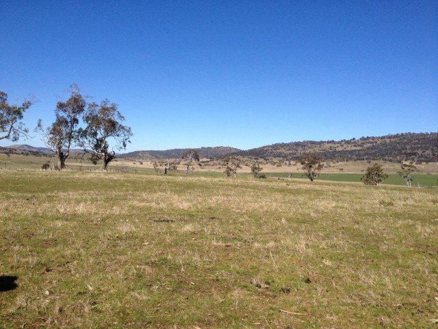 Native grasslands