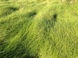 The sward on top of tiny Trethias Island – a metre thick and springy like a trampoline. Thin, rounded, shiny leaves cope with the harsh coastal environment