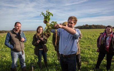 Herbal leys and livestock set to rejuvenate arable land in Hampshire