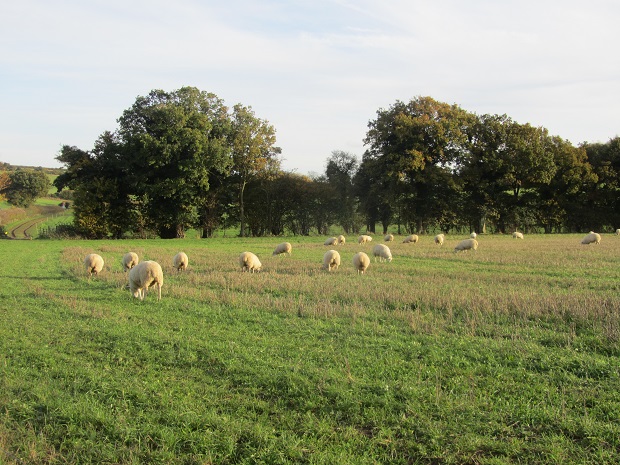 Sheep enjoying the herbal leys in the late autumn sunshine