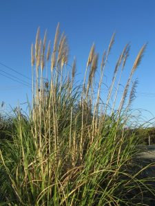 Imported weed grasses also find conditions just right in NZ. On many roadsides in North Island the noxious Cortaderia selloana grows in abundance – originally from South Africa.