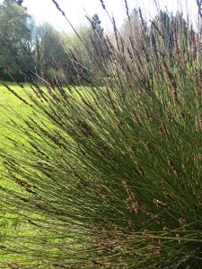 I visited the sublime Ayrlies Garden (south west of Auckland), an oasis of horticultural pleasure, ten acres lovingly developed from farmland – where grasses are used for their sculptural form, colour and contrast.