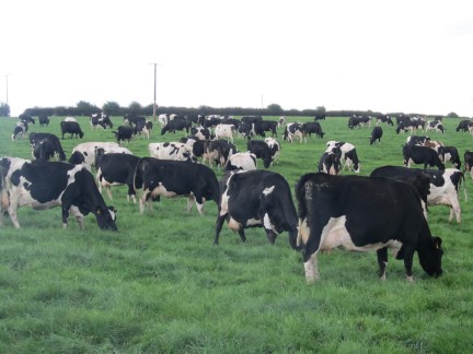 Irish dairy farming