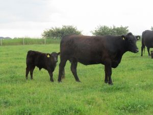 Small, durable (age range 2-14 years), fertile cows are born and bred to produce milk and meat from grass.