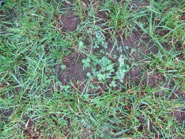 Intensive or extensive grass farming The cows are trained to graze low which ensures high-quality grass and clover will grow back for the next time they come to graze.