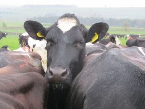 The young heifers have adapted to grazing in Cumbria well.