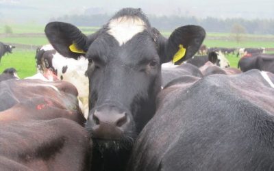 Intensive or extensive grass farming – both can be profitable if managed well