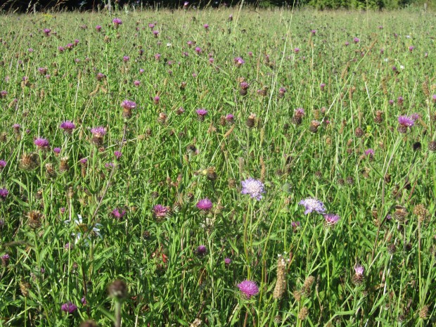 This area is teeming with insects and butterflies