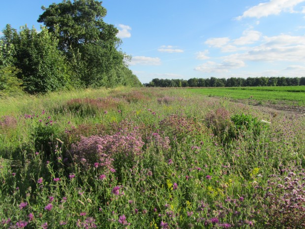 Therfield Heath - herb-rich margin