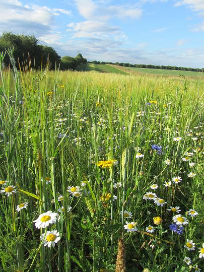 Never underestimate the value of flower meadows