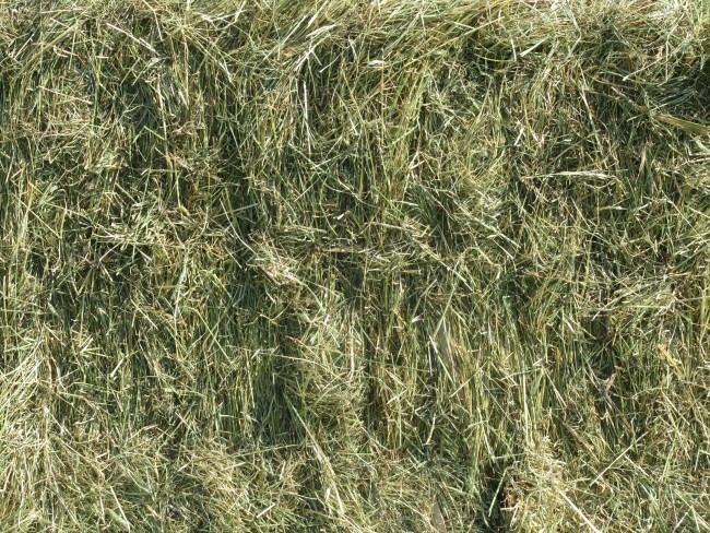 2. You can’t get better hay than this! East Sussex contractor Dan Knight makes more than 10,000 bales of this bright, clean hay on rented permanent pasture and rotational grassland around Ringmer. I visited Dan on April Fool’s Day when the grass growth was already getting into its stride.