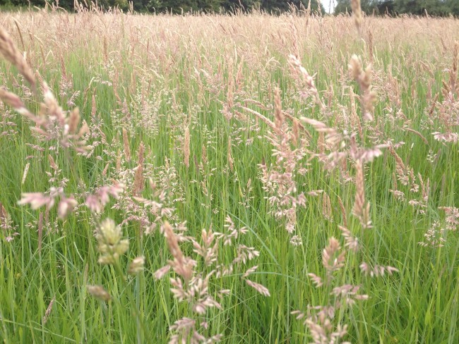 My grass year in pictures!