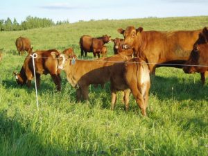 Holistic Management – which incorporates rotational/mob grazing followed by appropriate rest periods in Canada