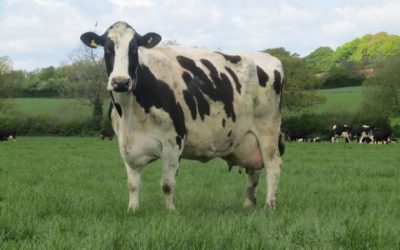 Grass-based dairy farming is more enjoyable and makes a decent return