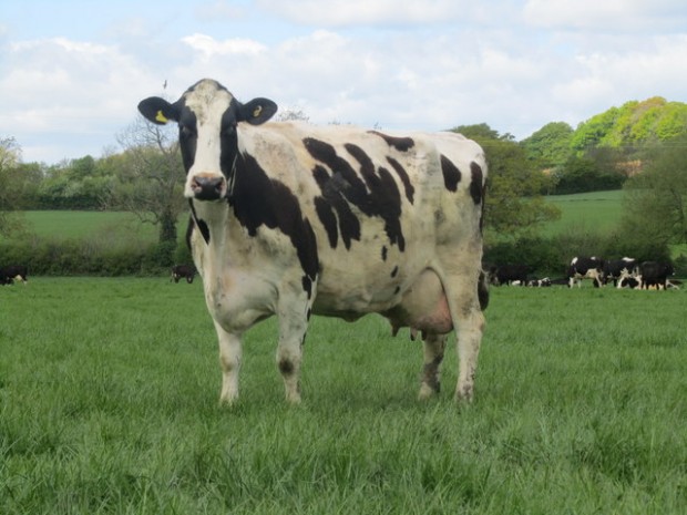 Grass-based dairy farming is more enjoyable and makes a decent return