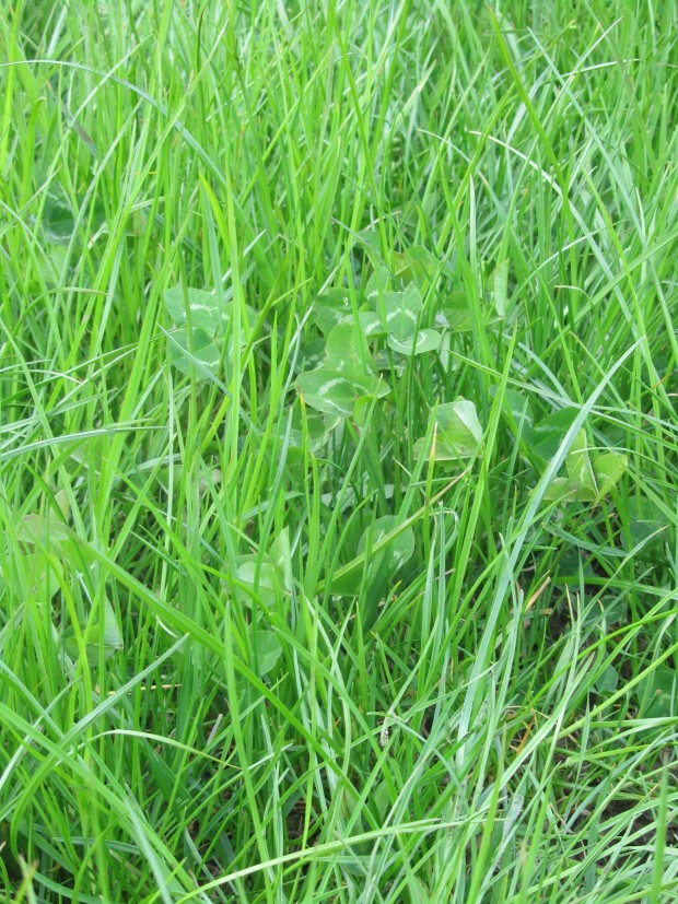 Late-heading perennial ryegrass/clover swards are still performing well eight years after sowing.