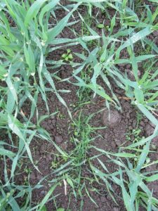 Perennial ryegrass overseeded into a fescue ley is adding ground cover and yield to the silage crop.