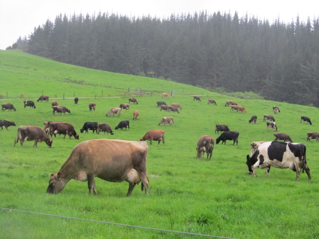 Low cost dairy cows in New Zealand