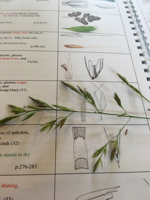 Grass ID 2