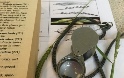 What’s this grass?