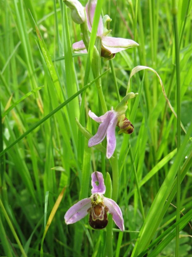 A few bee orchids in a particularly damp area of one field