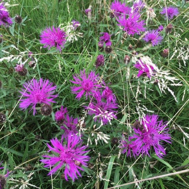 Clumps of bright purple knapweed pepper the grassland areas