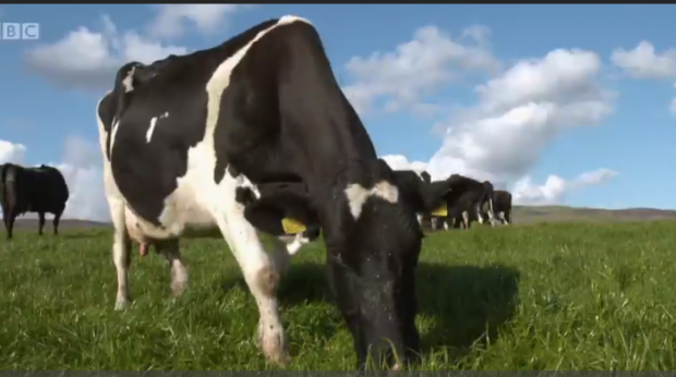 Cows eating grass