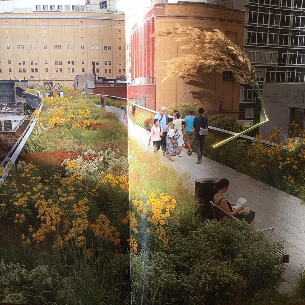 And back at home – a photo from a book I have on the High Line – with a seed head (top right) picked from the actual High Line!